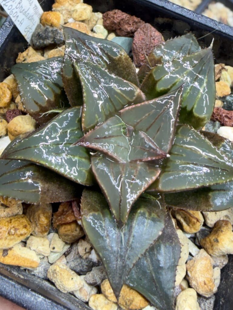 Ten random haworthia that I found attractive