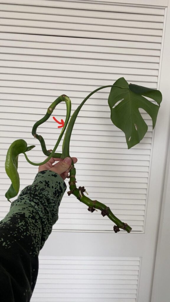 Monstera Deliciosa propagations- how do these look? Monstera Deliciosa propagations- how do these look?