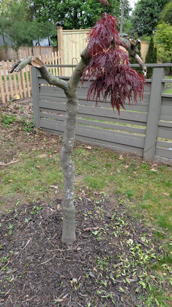 Will My Japanese Maple Survive?
