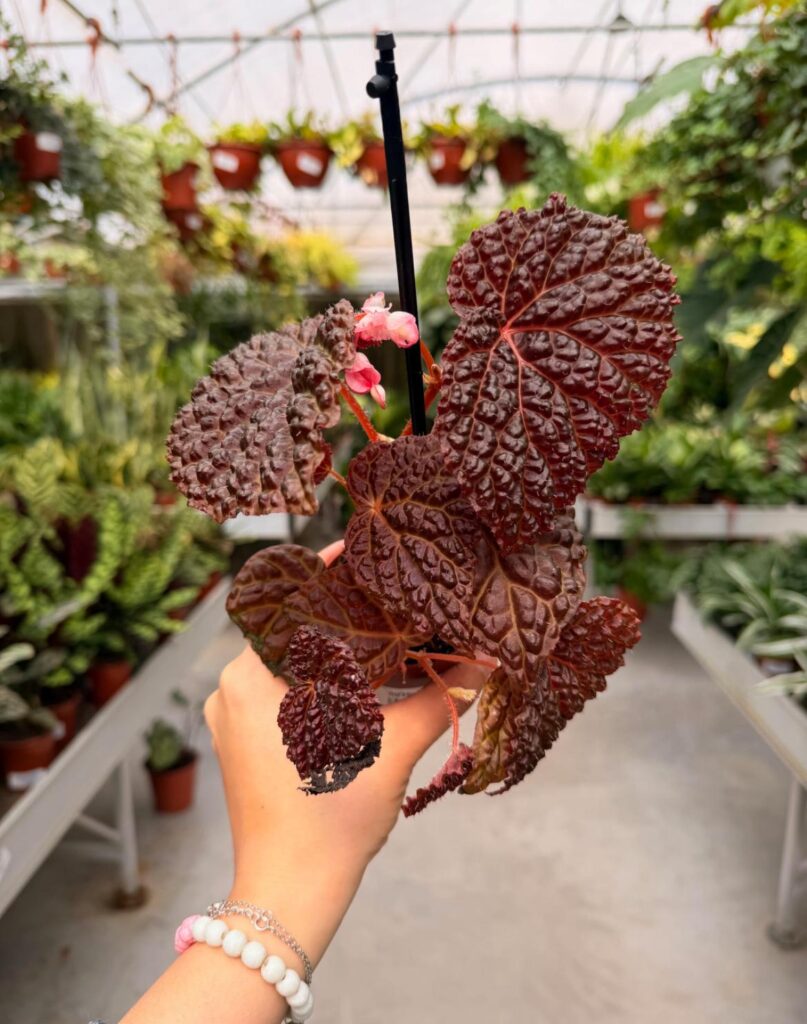 Can anyone id this begonia? (Not my image)