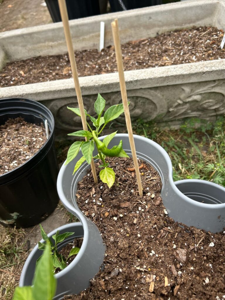 twist pepper help !