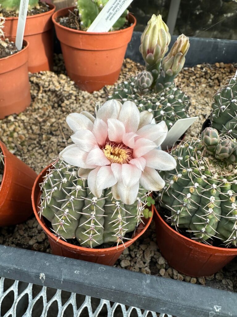 🌸