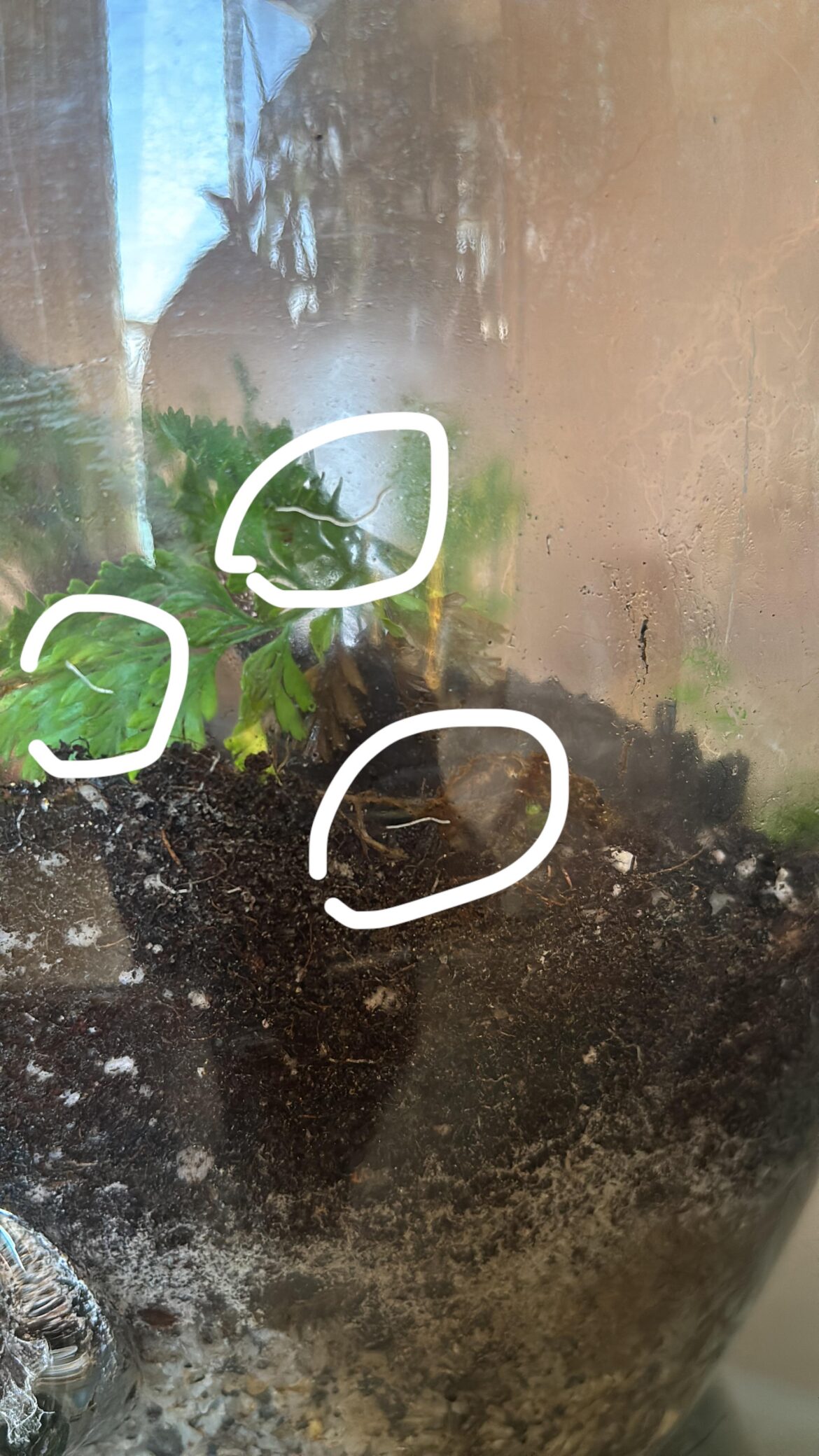 What are these tiny worms?