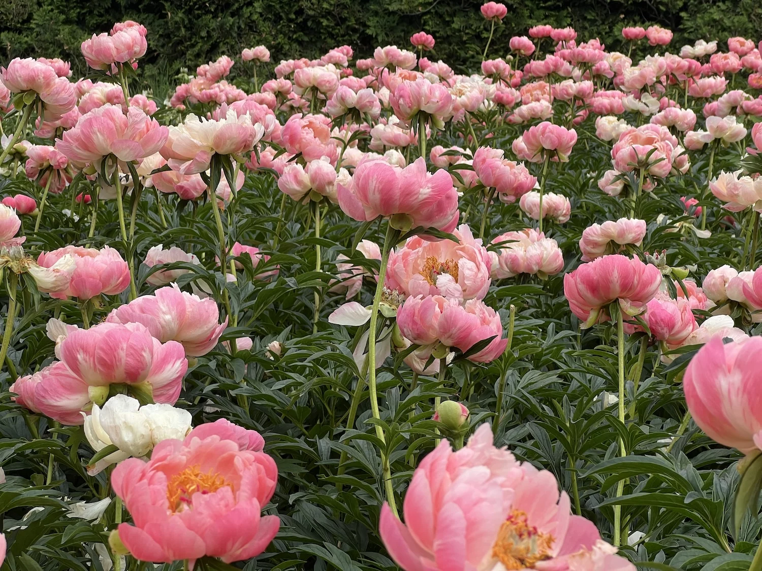 Peonies in bloom at Allerton