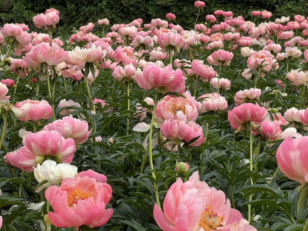 Peonies in bloom at Allerton
