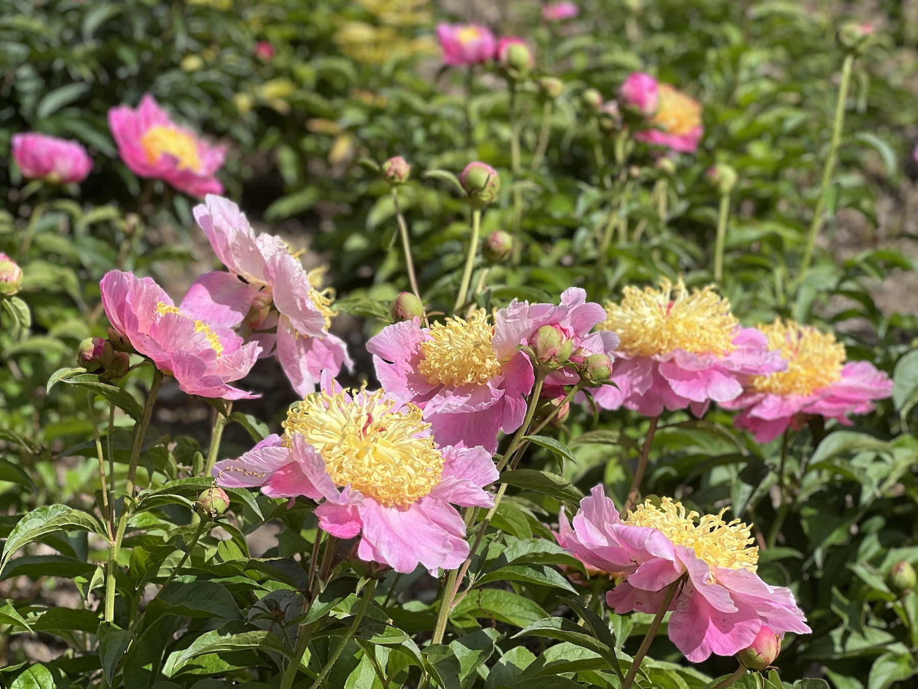 Peonies in bloom at Allerton Park and Retreat Center