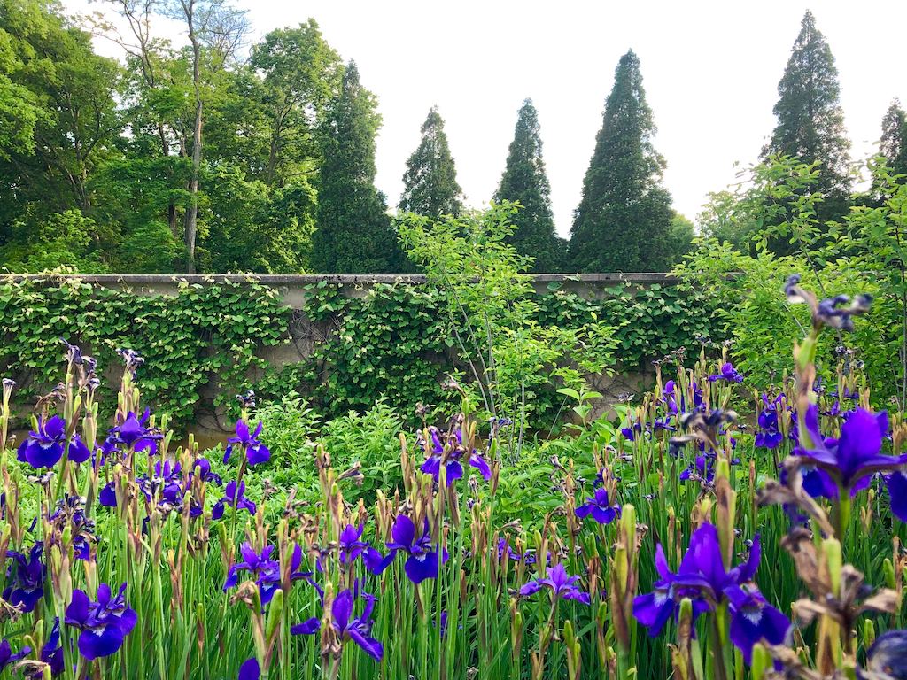 Irises in bloom at Allerton