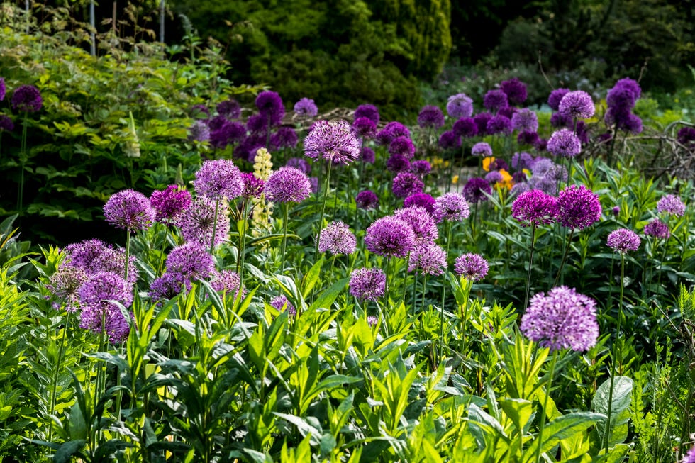 Close up of bed pink and purple Alliums with lush green foliage. close up of bed pink and purple alliums with lush green foliage.