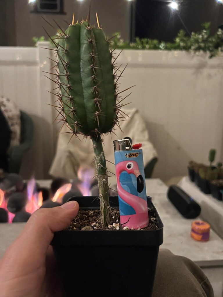 Forbidden midnight snack