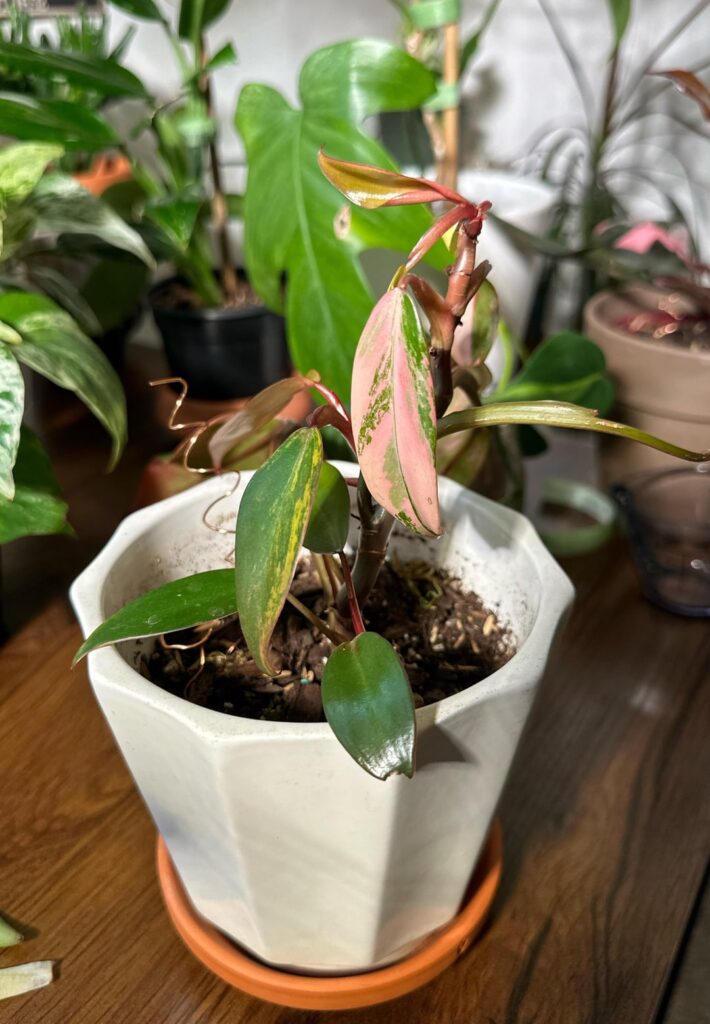 Philo ID??