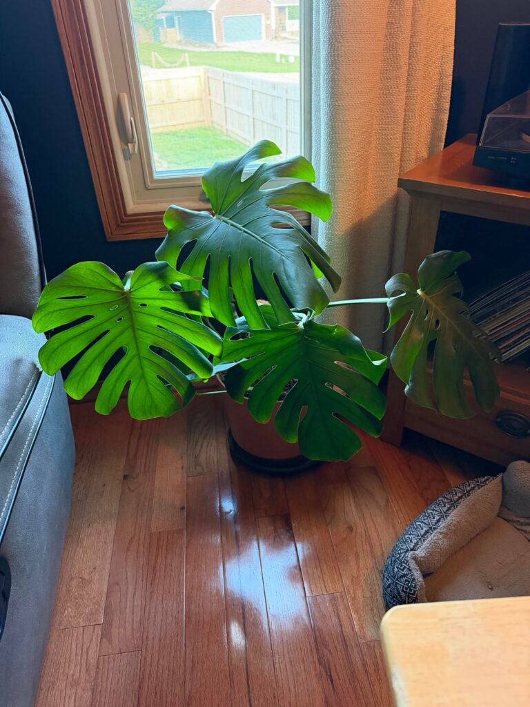 Got my Monstera back! Got my Monstera back!