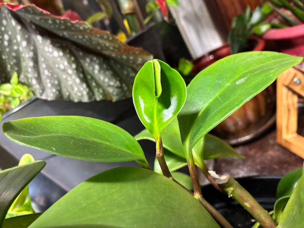 fasciation observed on a Peperomia Obtusfolia specimen