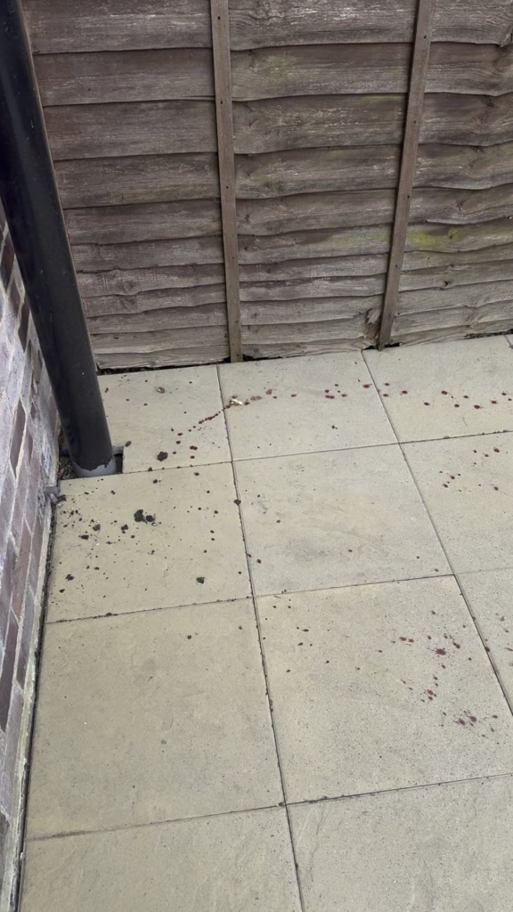 Blood found in the garden