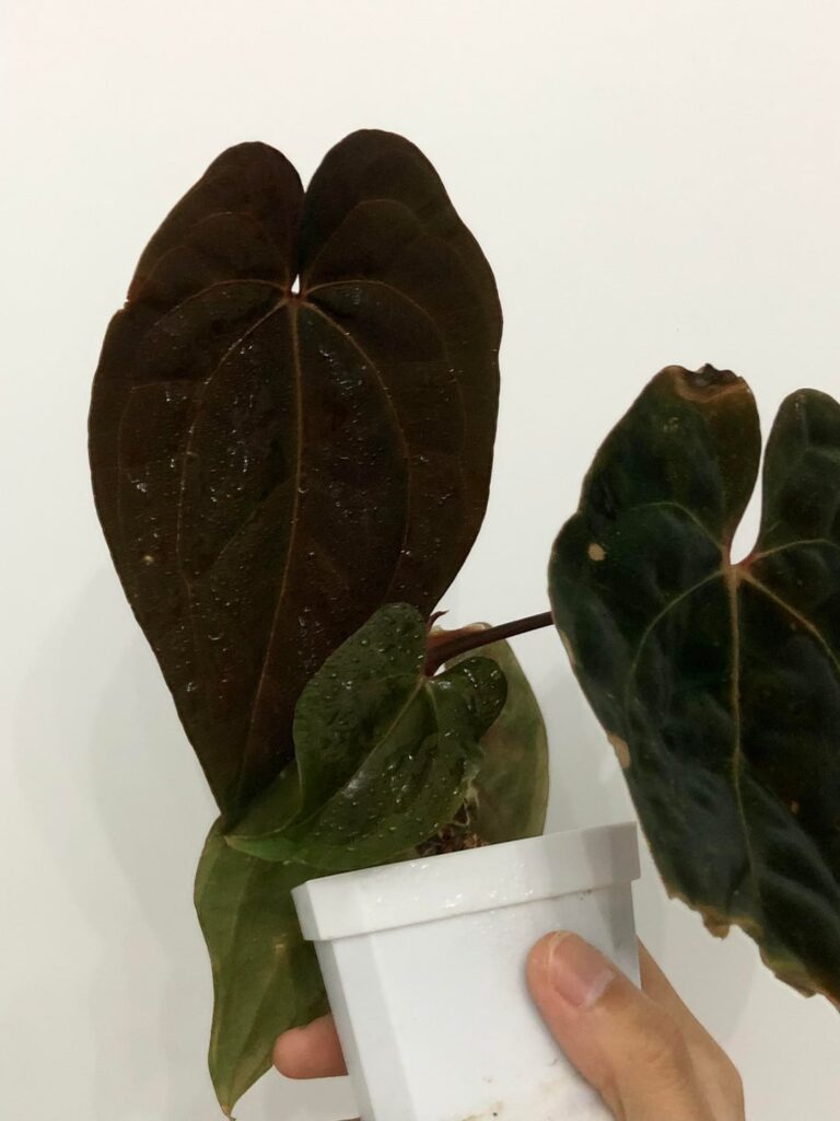 New Black Leaf