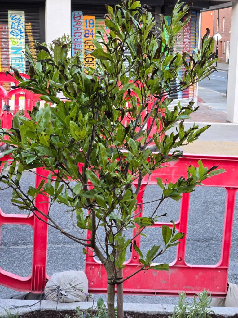 What's wrong with these newly planted trees?