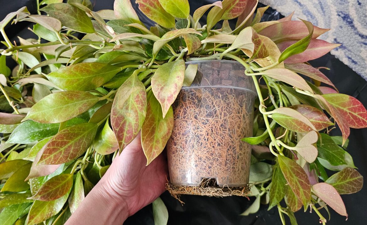 Sunrise roots