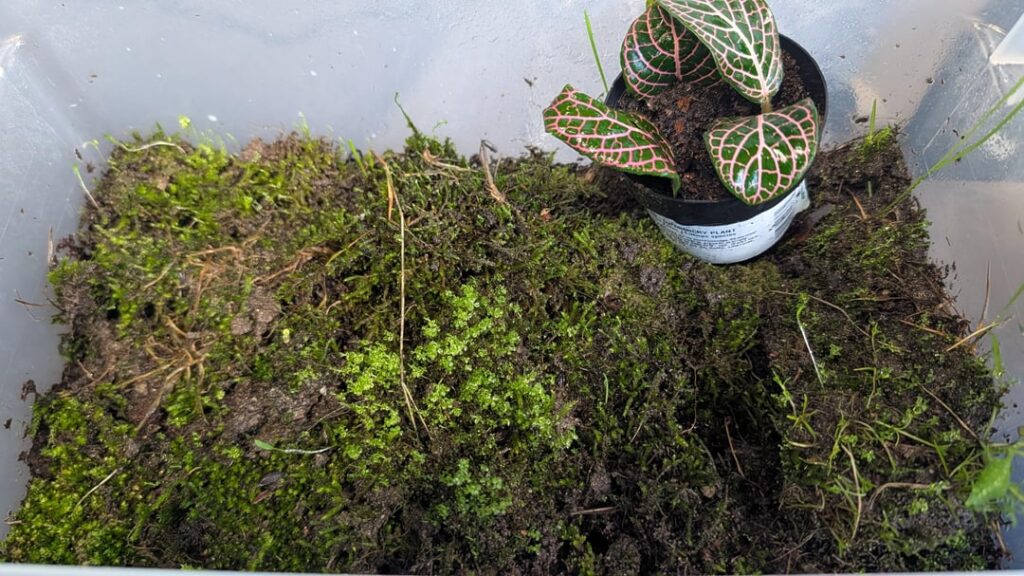 What’s happening to my Moss? Mosses? What's happening to my Moss? Mosses?