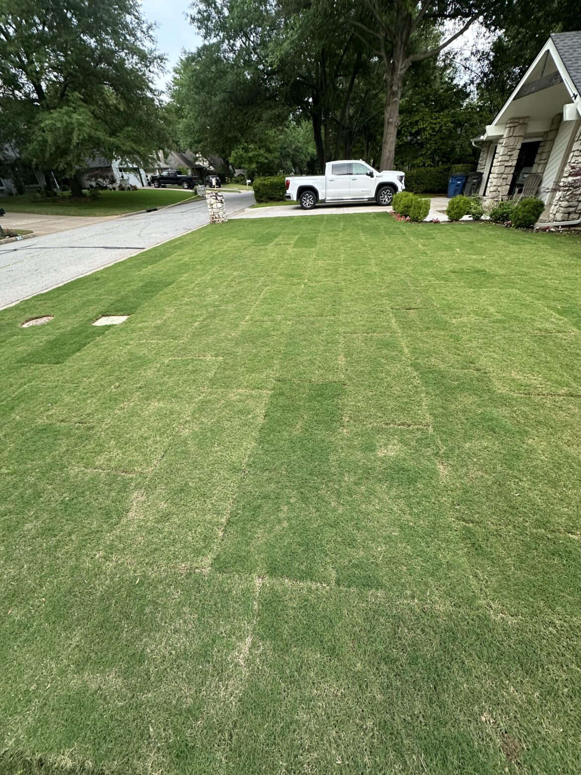 Under watering?