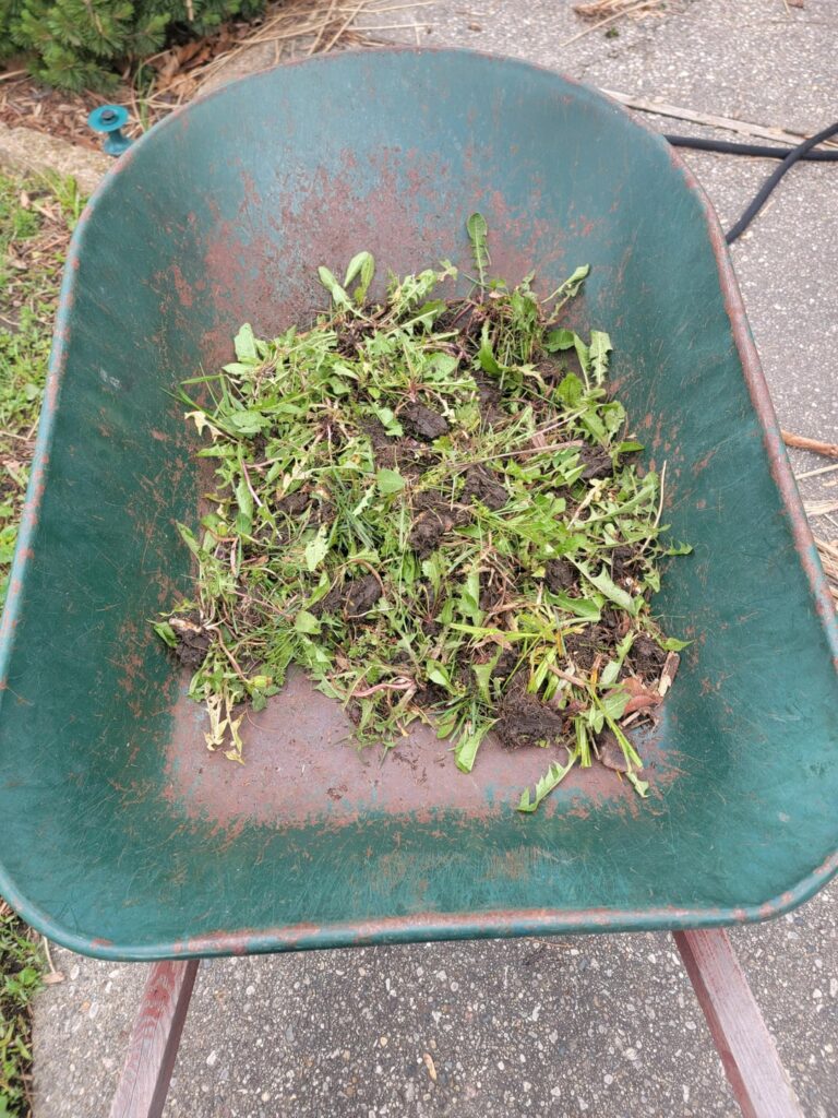 30 mins of dandelion assault!