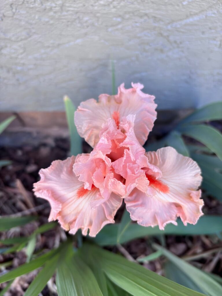 Neighbors iris