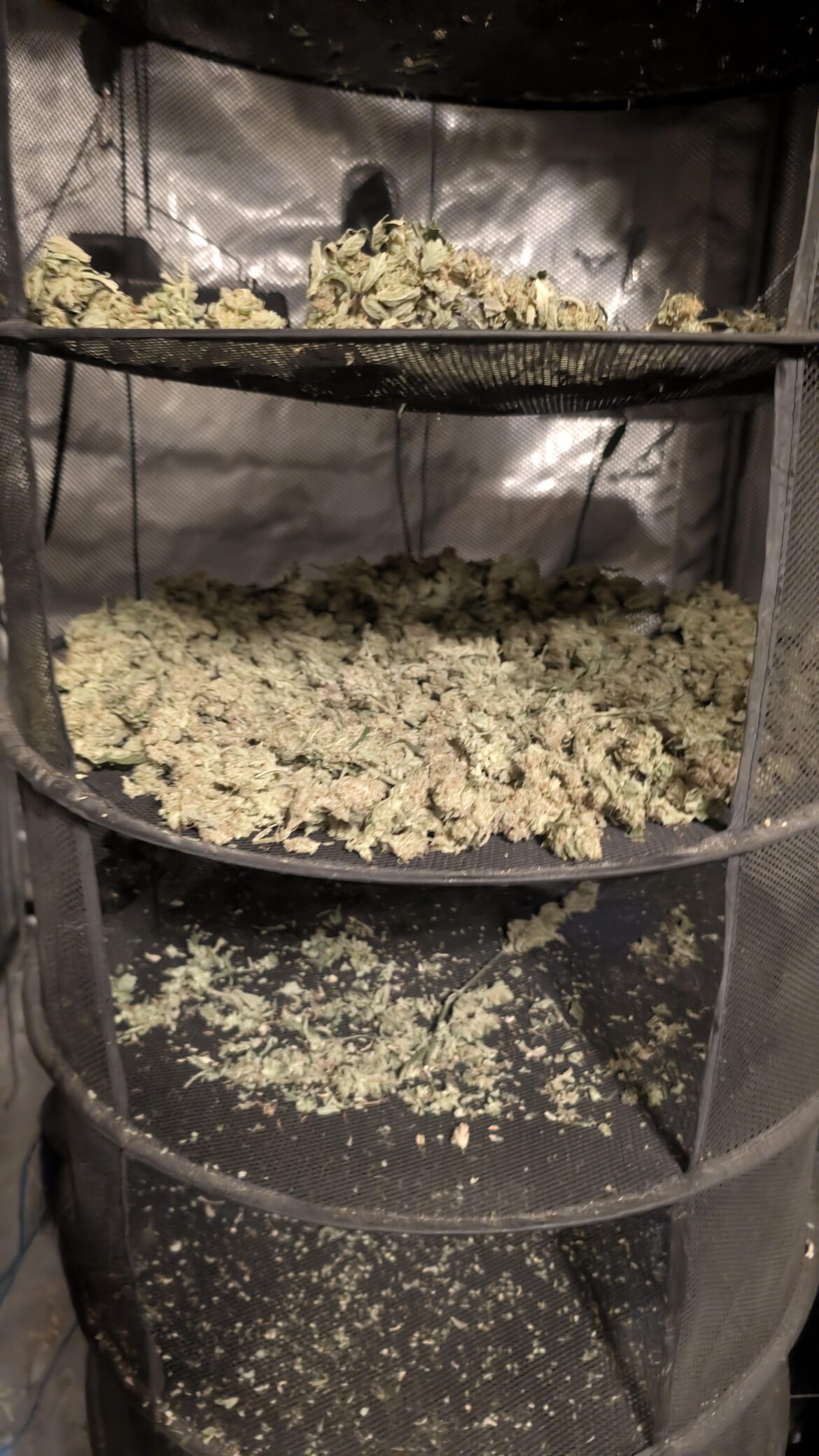 Half of what I call King Kong's Mother ( Gorilla Cookies).....it's not completely dry, I won't weigh it for a while, but it filled up a shoe box