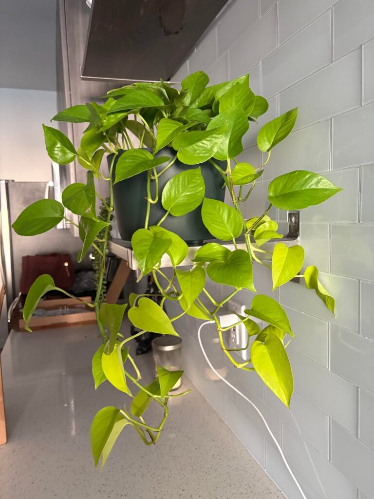 Neon pothos, my first pothos baby 🥹