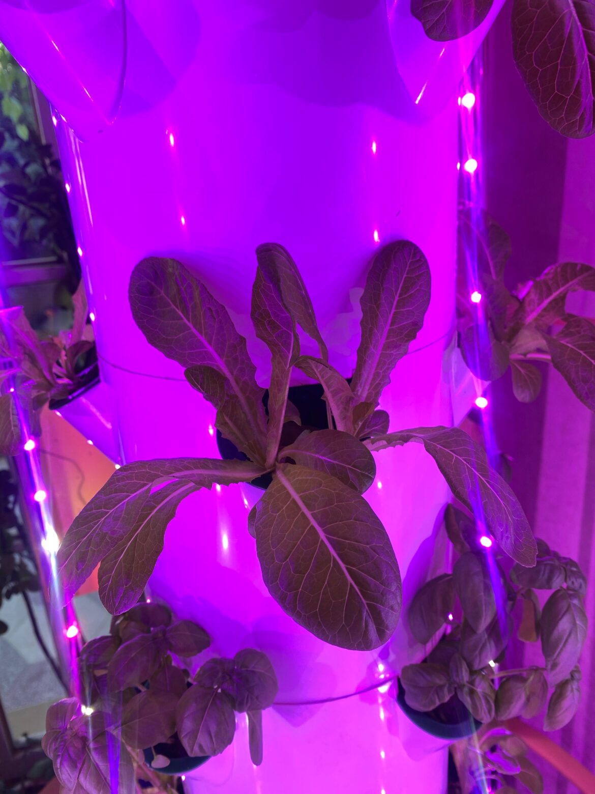 What kind of lettuce is this?