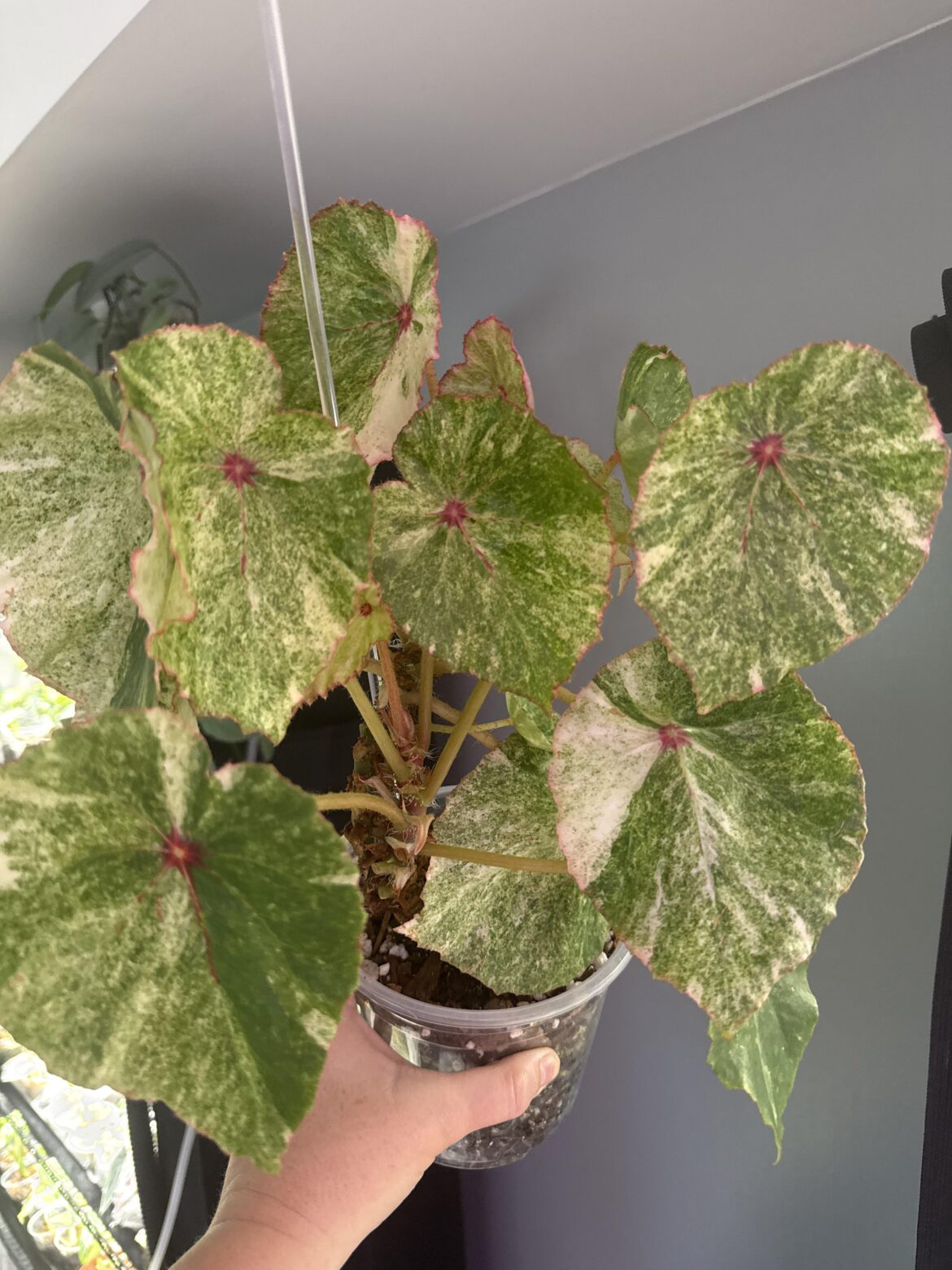 Variegted Rouge 👀😍