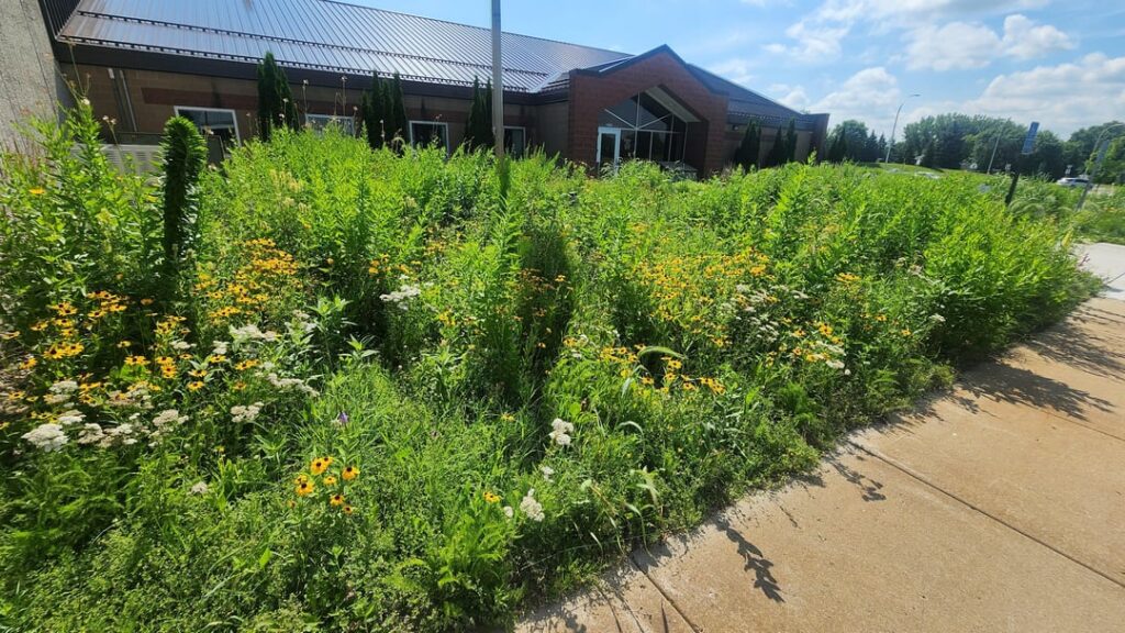 My turf to prairie resto at my office building- MN Zone 5a