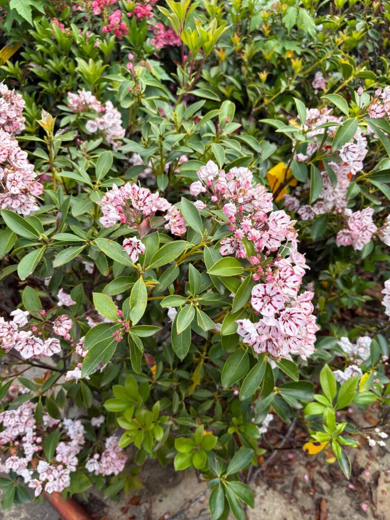 Mountain laurel