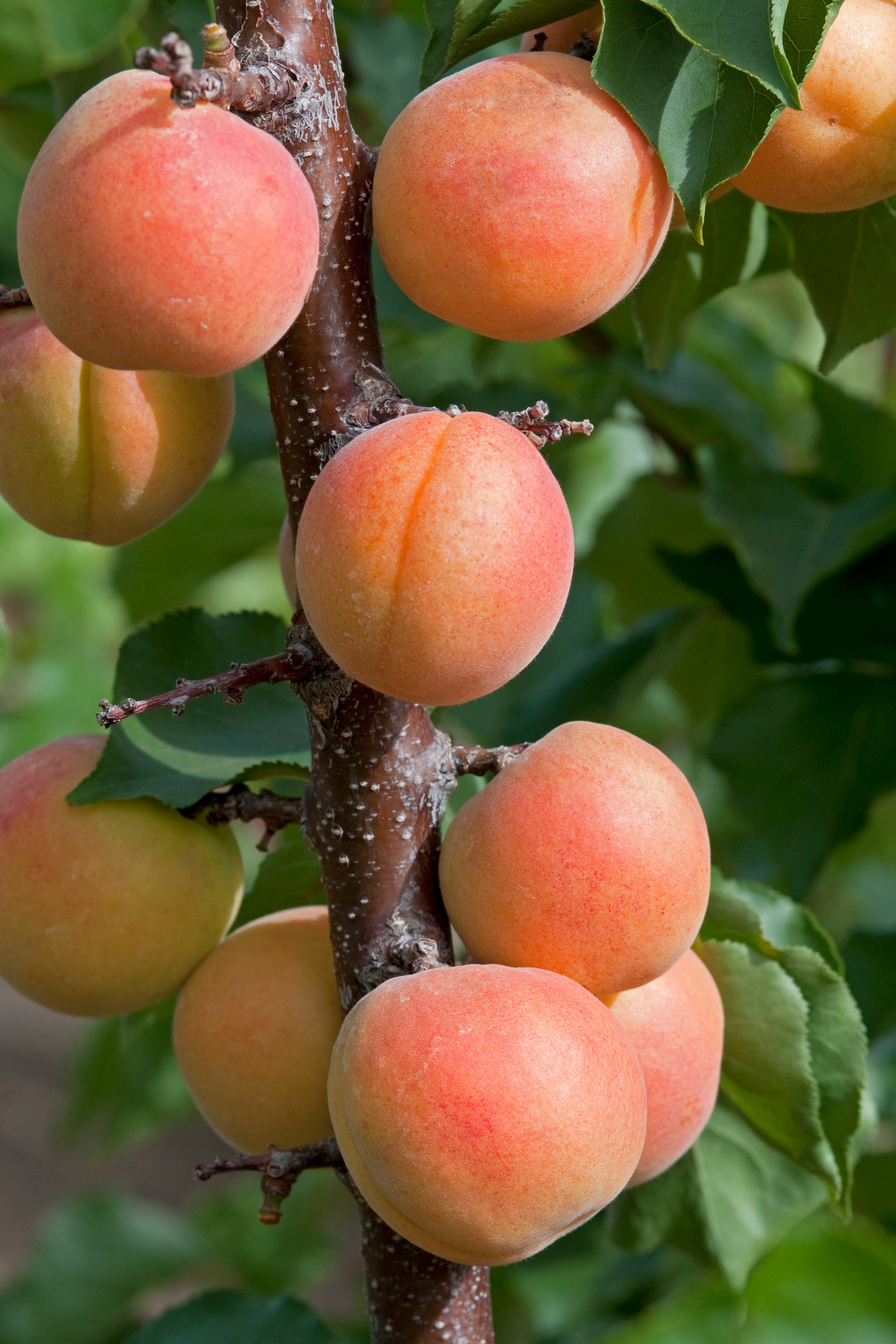 apricots fruit on tree