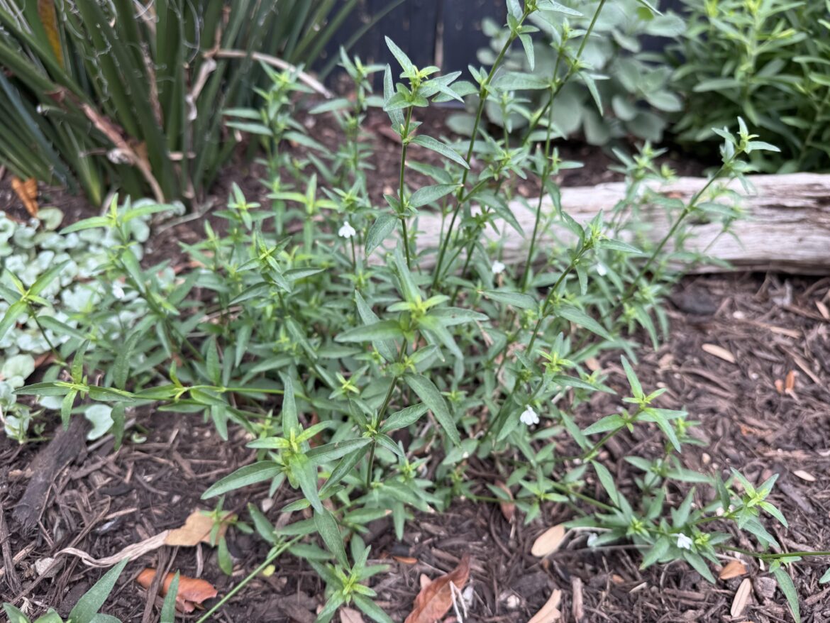 Plant identification Plant identification