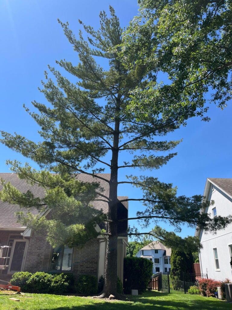 How do I go about trimming this tree to where branches are not over the house? Or is that not an issue?