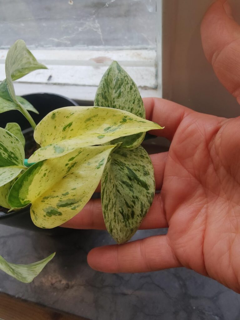 New leaves on marble queen