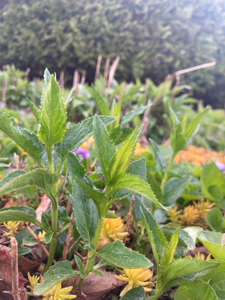 Any ideas? Zone 6