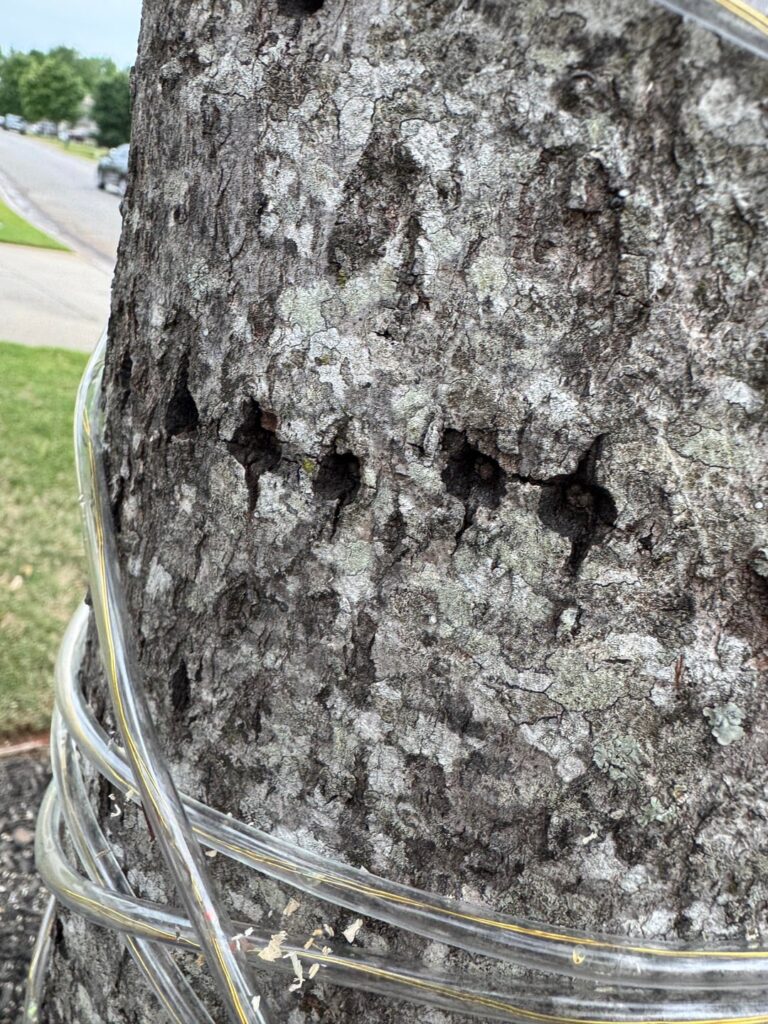Any ideas what’s causing these series of holes in this tree? I’ve only heard woodpeckers a handful of times in the 16 years I’ve lived here in upstate SC