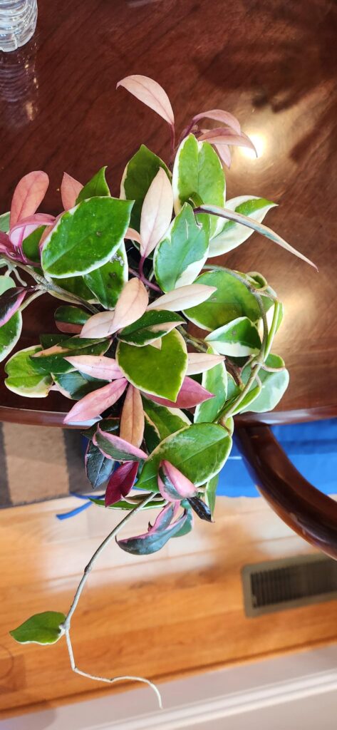 Should I cut this vine?