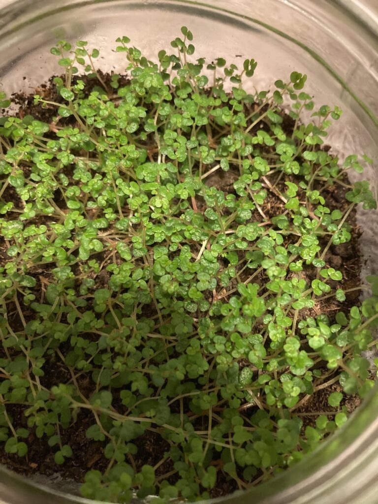 Soleirolia soleirolii toxicity? Soleirolia soleirolii toxicity?