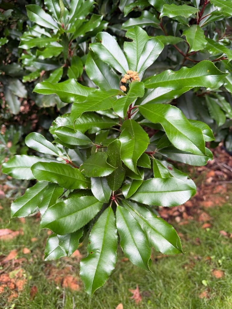 Large Evergreen Large Evergreen