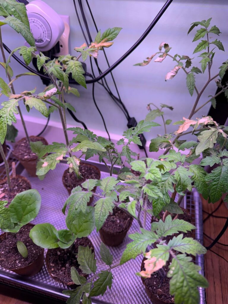 What’s wrong with my tomato starts? What’s wrong with my tomato starts?