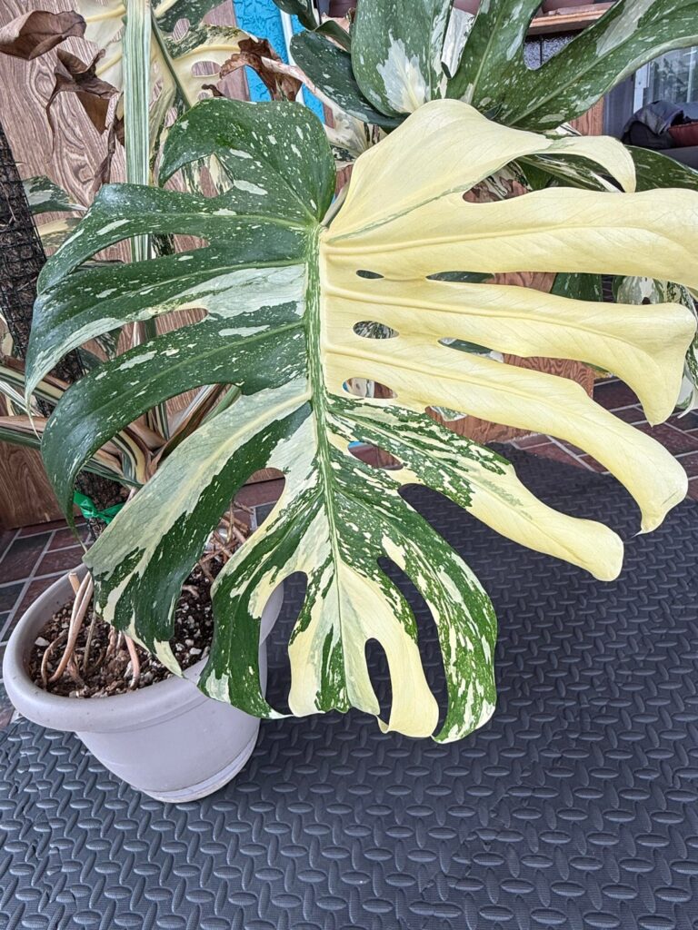 Posting a couple leaves of my Thai Con as a goodbye before I sell it!