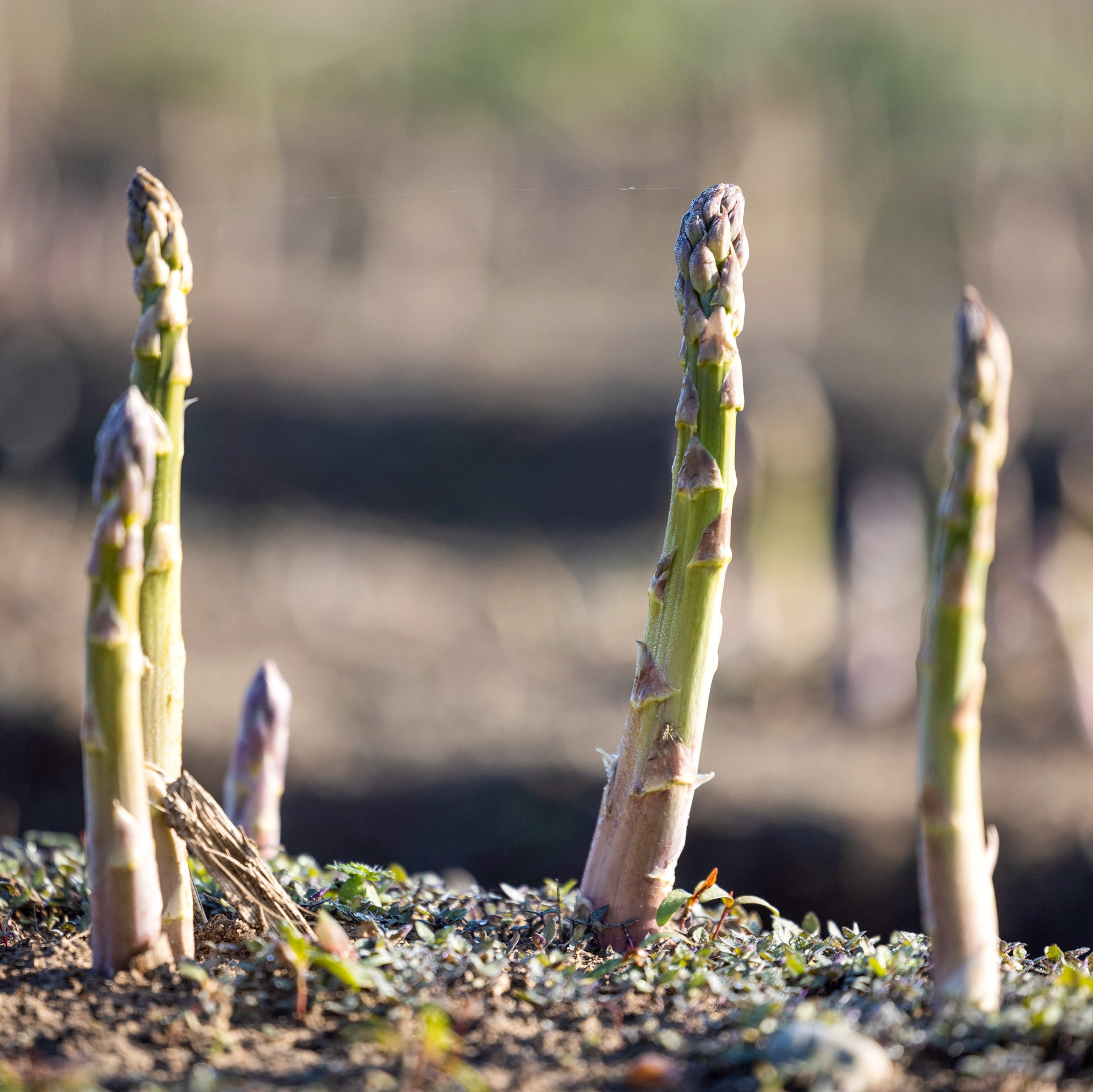 asparagus harvest