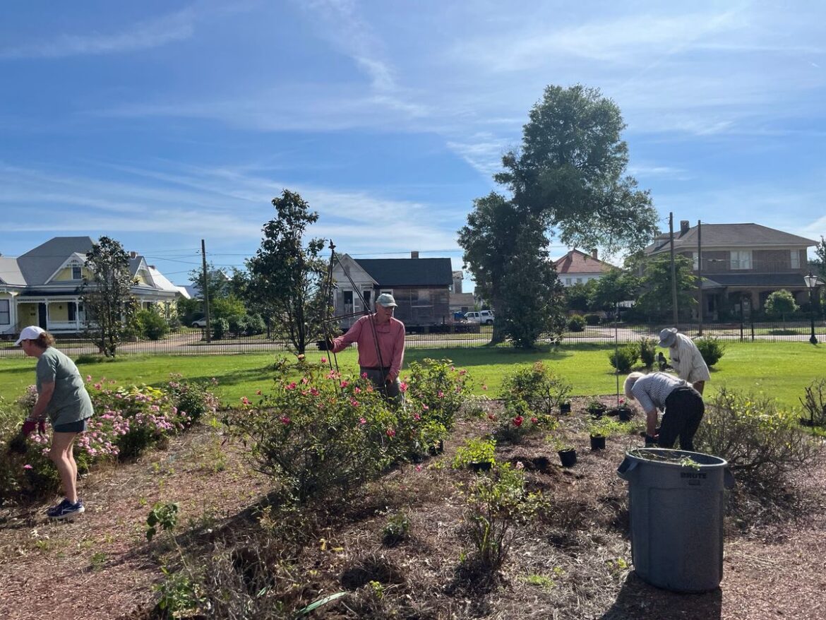 Sturdivant Hall’s Heritage Rose Garden in bloom again Sturdivant Hall’s Heritage Rose Garden in bloom again