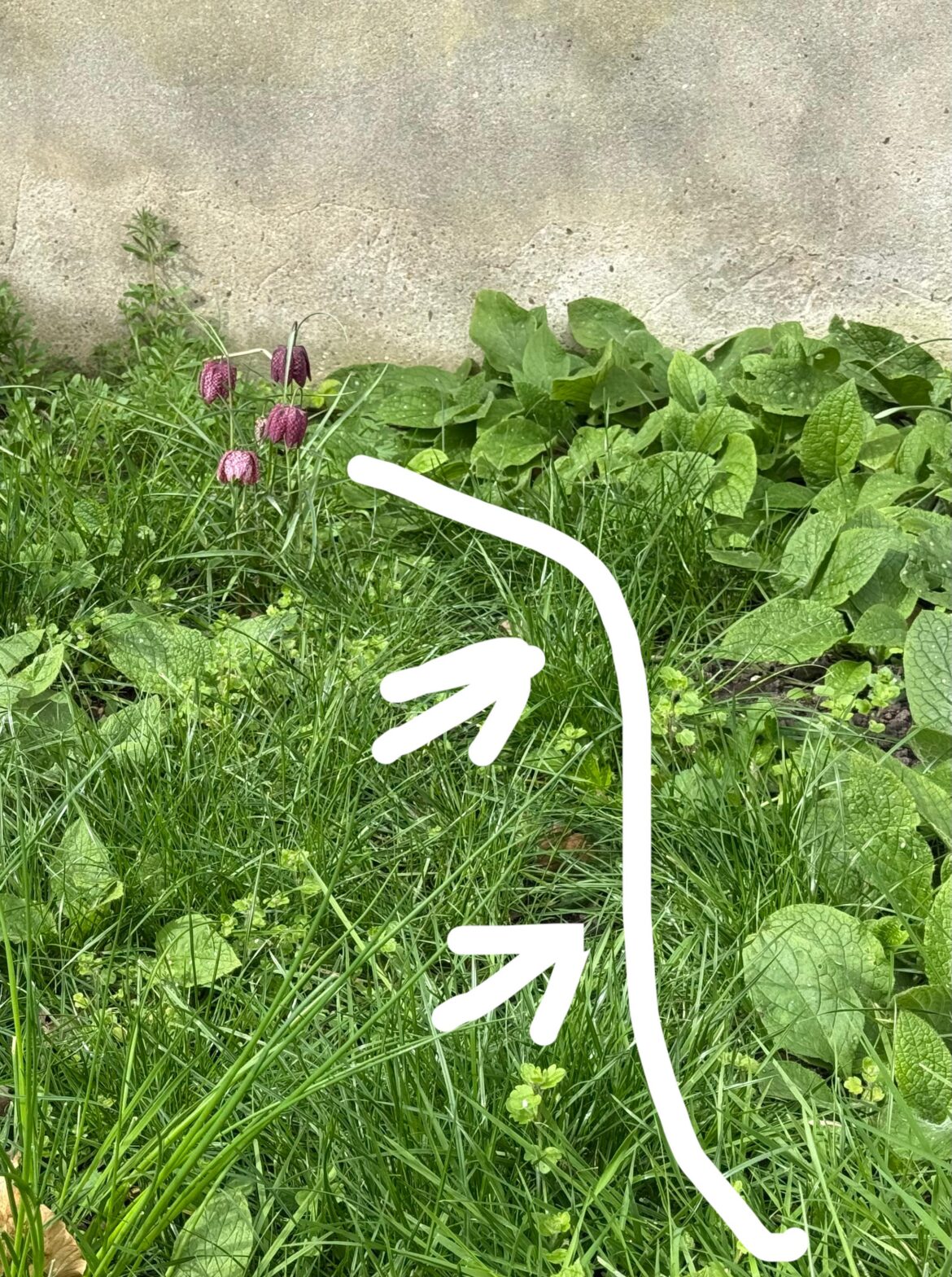 UK, (Ldn), Green Alkanet issue UK, (Ldn), Green Alkanet issue