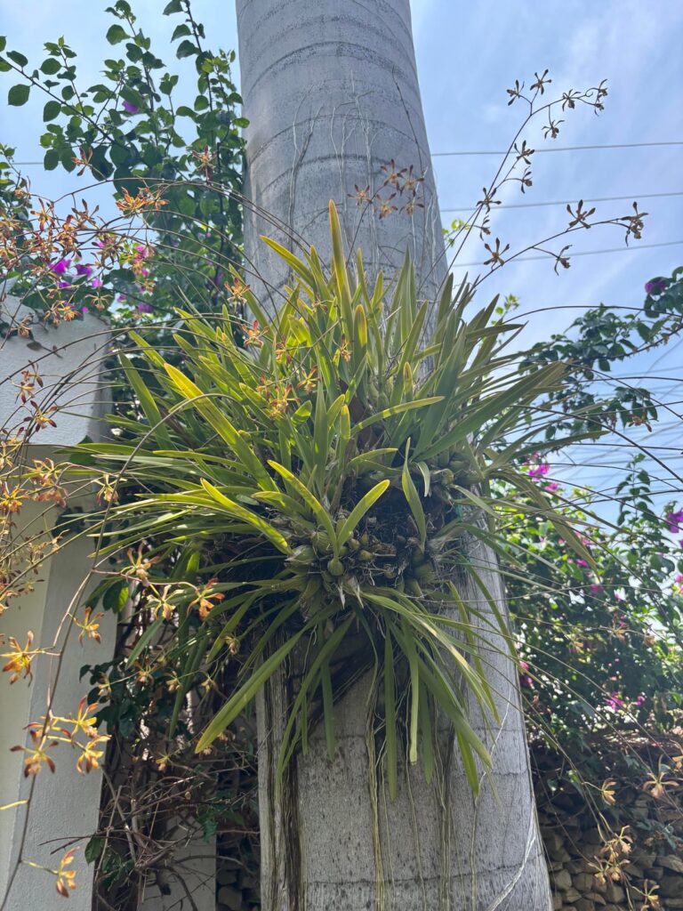 My mom’s Encyclia alata, in Tampico, Mexico.