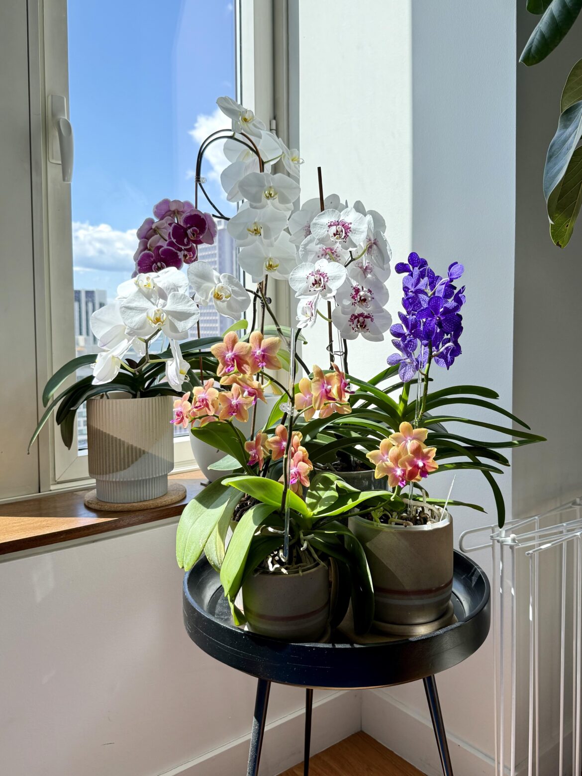 Current Blooms - Phalaenopsis