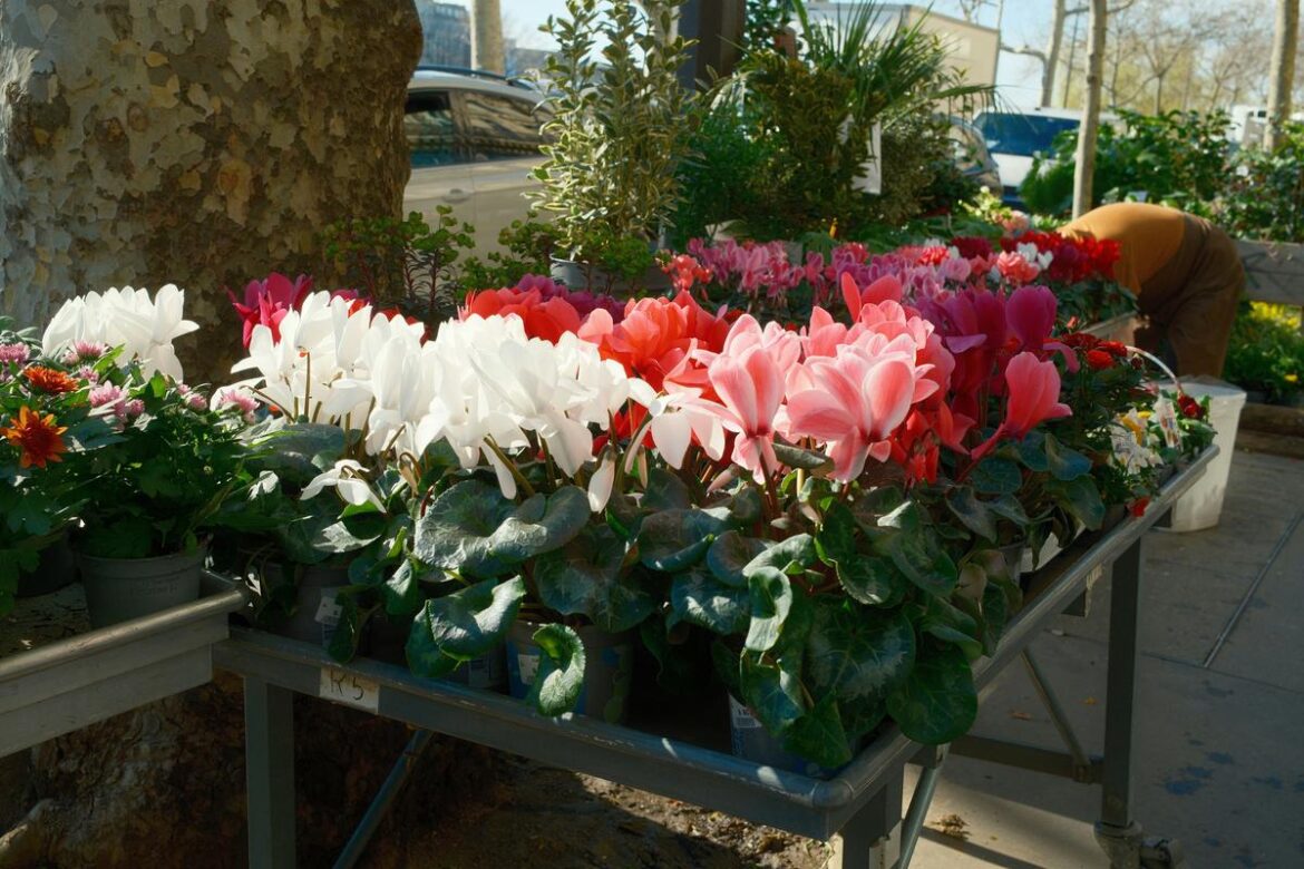 Get Ready For Master Gardener Plant Sales This Weekend In Central MN Get Ready For Master Gardener Plant Sales This Weekend In Central MN
