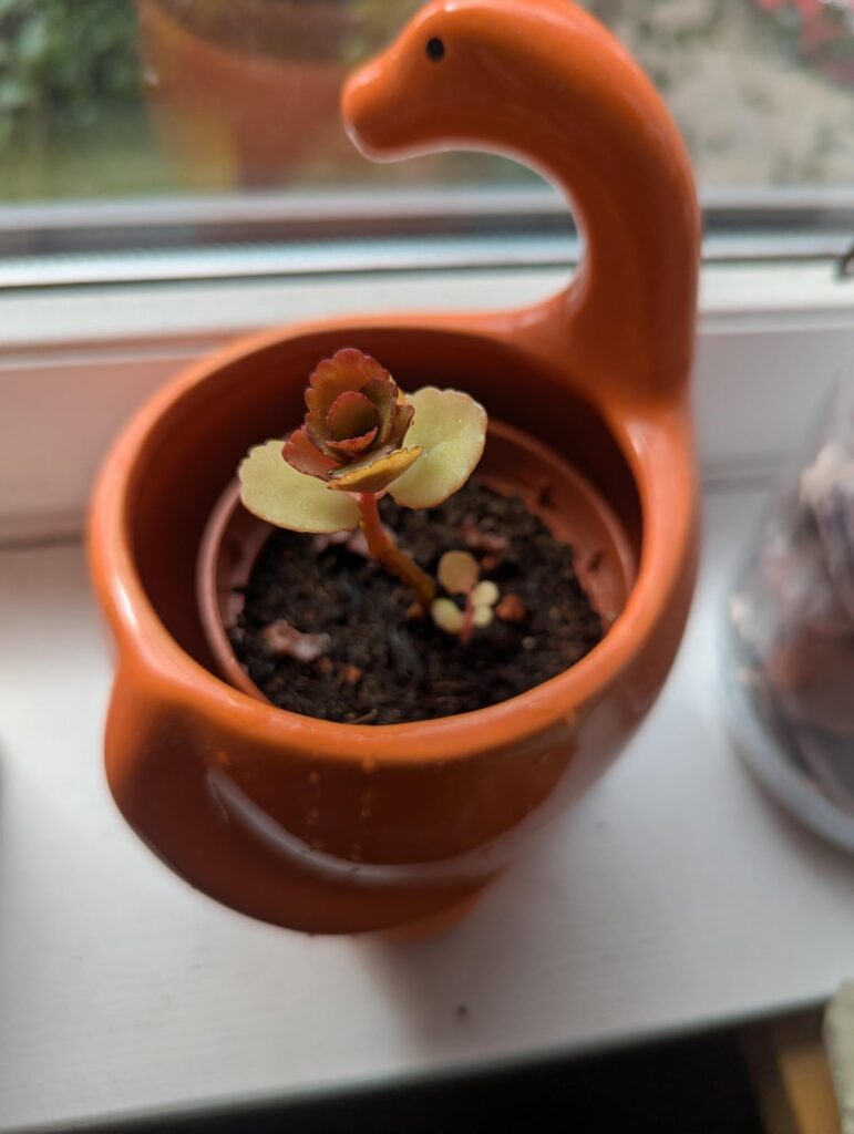 What’s happening to my kalanchoe? What's happening to my kalanchoe?