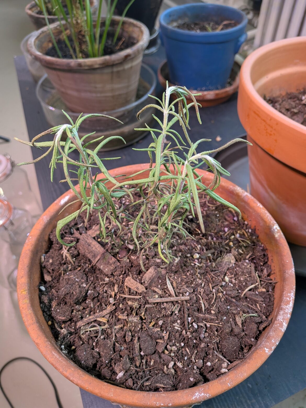 Rosemary Always Dies