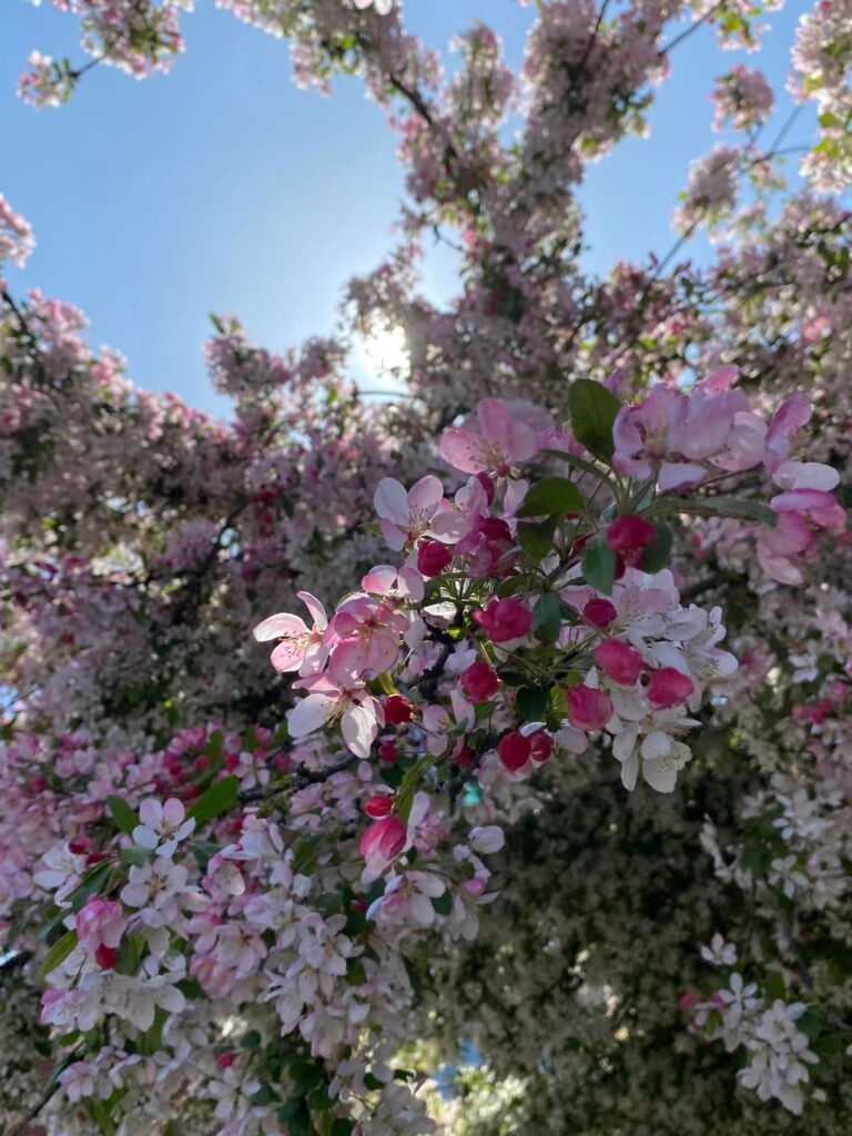 crab apple trees